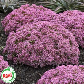 Pride and Joy Sedum Thumbnail